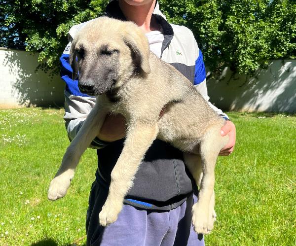 PEPITA BELLISSIMA CUCCIOLA Foto 2